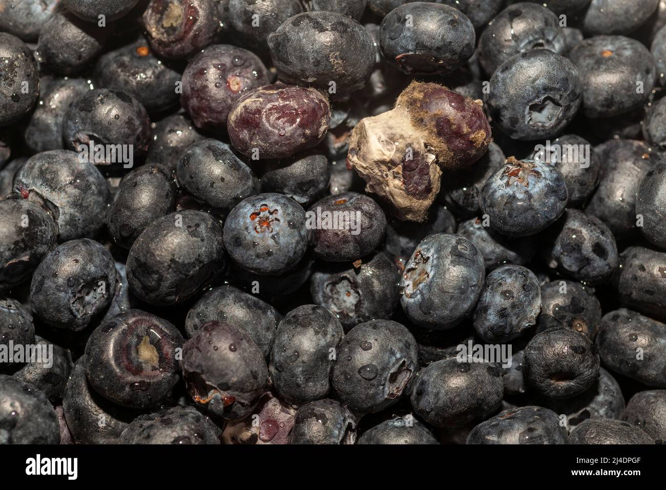 Mouler les bleuets dans un contenant de pinte le mardi 29 mars 2022. (© Richard B. Levine) Banque D'Images