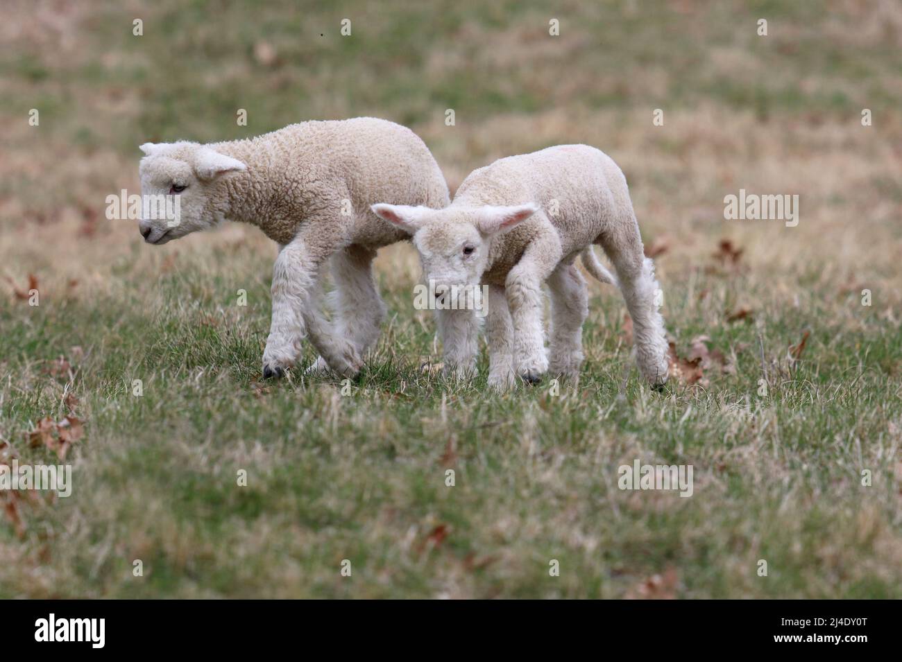 Deux agneaux de laine blanche dans un pâturage sur une ferme à Sprong Banque D'Images