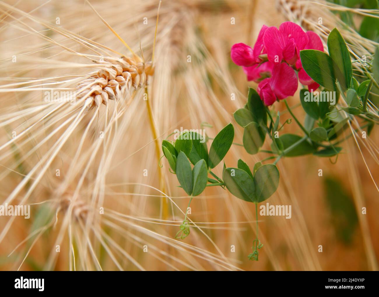 Fleur rose dans le champ de gris, Bad Vilbel, Allemagne Banque D'Images