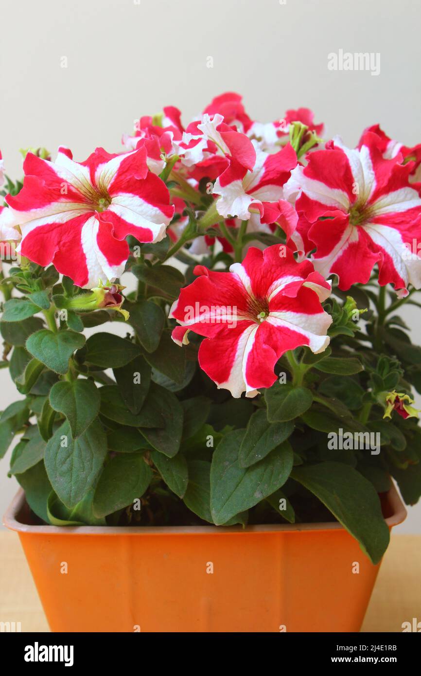 Gros plan de belles fleurs pétunia rouges et blanches dans un pot à fleurs en plastique Banque D'Images