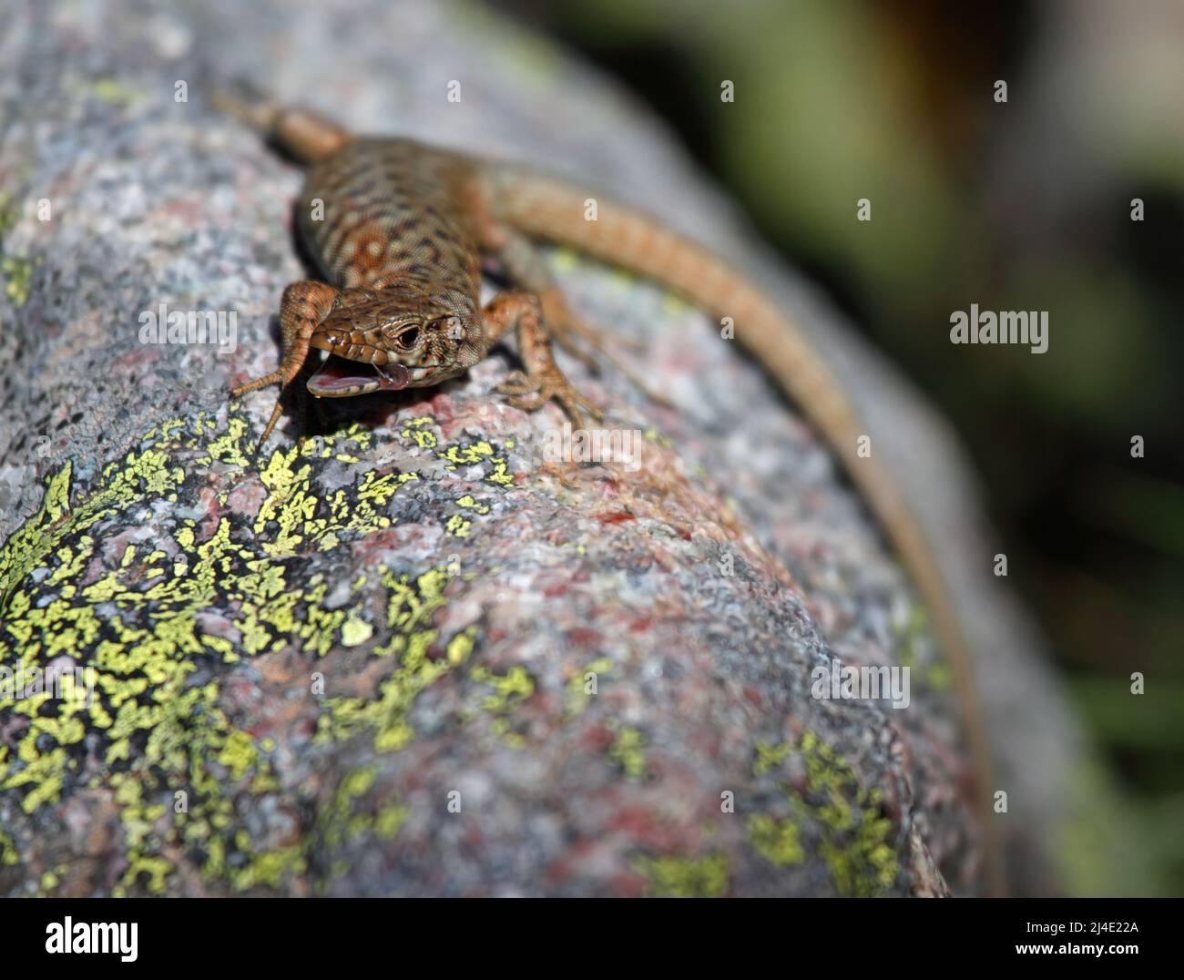 Lézard mural Tyrrhénien à col ouvert sur la Corse, France Banque D'Images