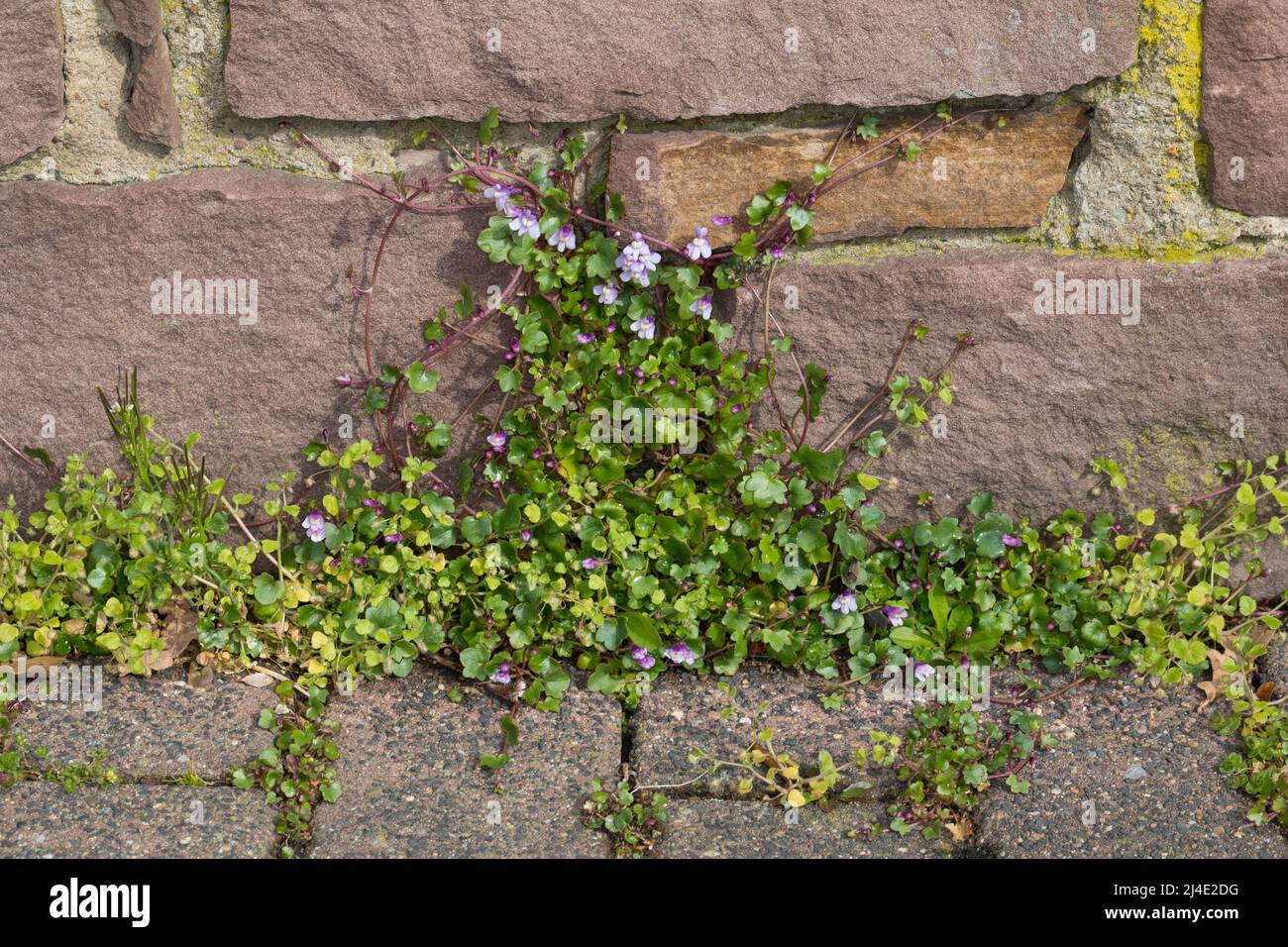 Zimbelkraut, Zymbelkraut, Mauer-Zimbelkraut, in den Ritzen einer Mauer, Cymbalaria muralis, Linaria cymbalaria, Ligny-leaved toadlin, Kenilworth Ivy, c Banque D'Images