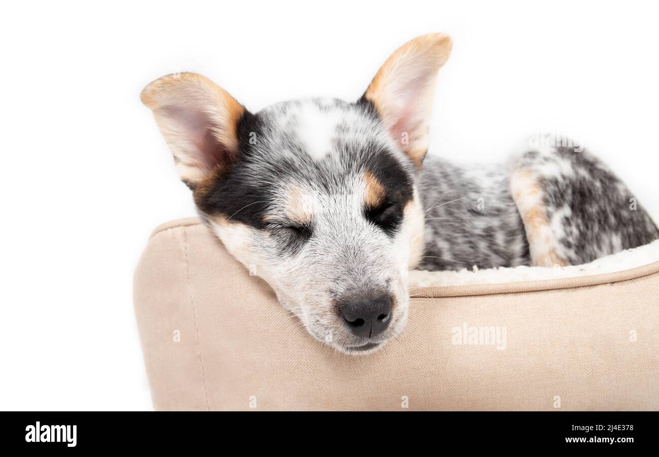 Un petit chiot endormi dans un lit de chien en faisant face à l'appareil photo. Un chien mignon qui fait une pause. Noir et blanc, 9 semaines, bleu, heeler Puppy ou Australie Banque D'Images