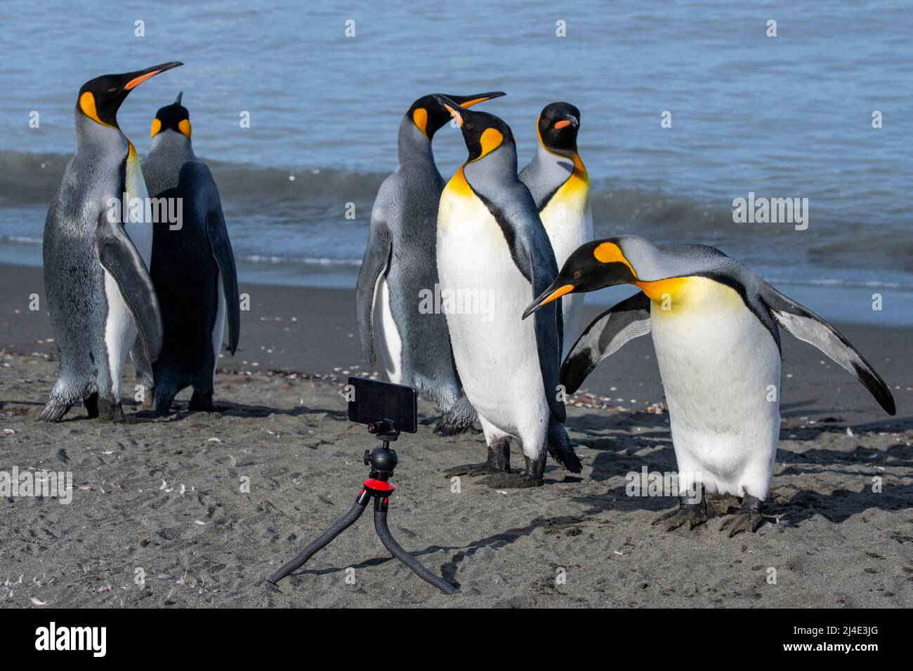 Géorgie du Sud, baie St. Andrew. Pingouins roi (Aptenodytes patagonica) regardant la caméra de téléphone cellulaire. Banque D'Images