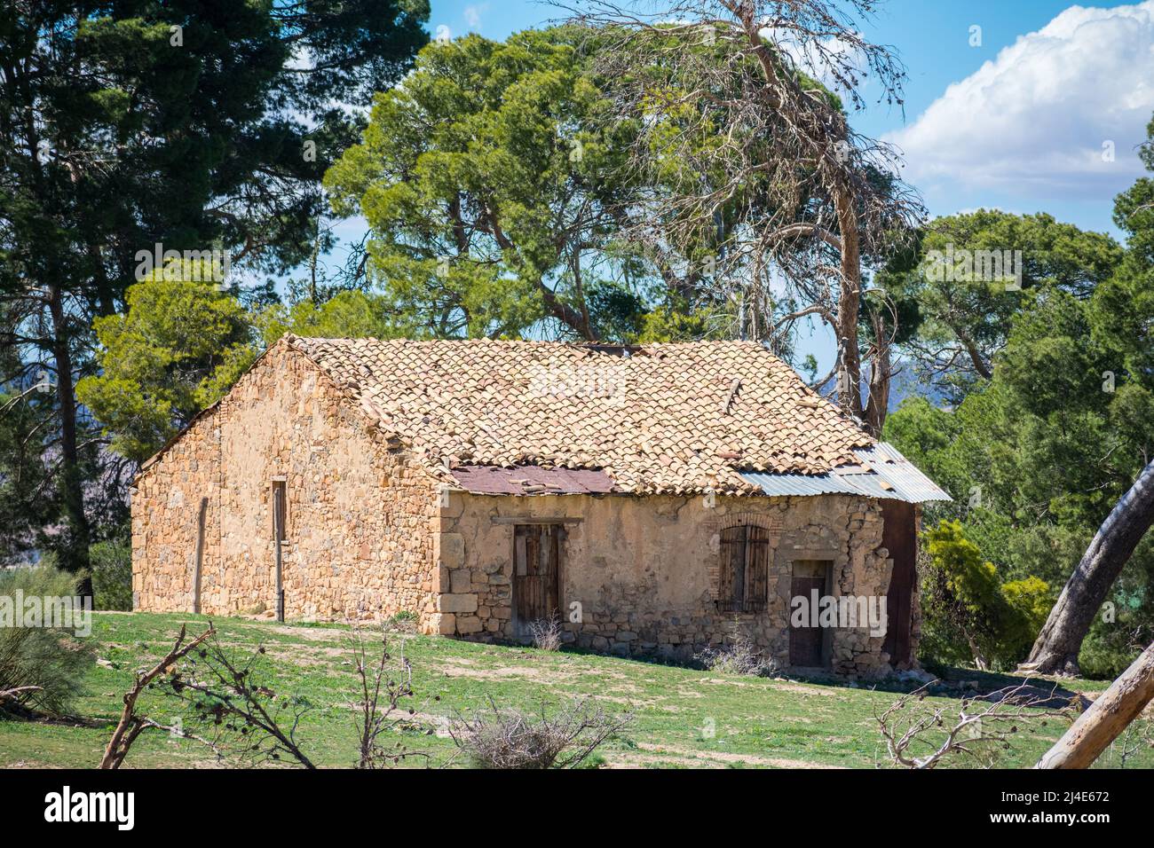 Ancienne laitère entourée de pins dans la région d'Aures, en Algérie Banque D'Images