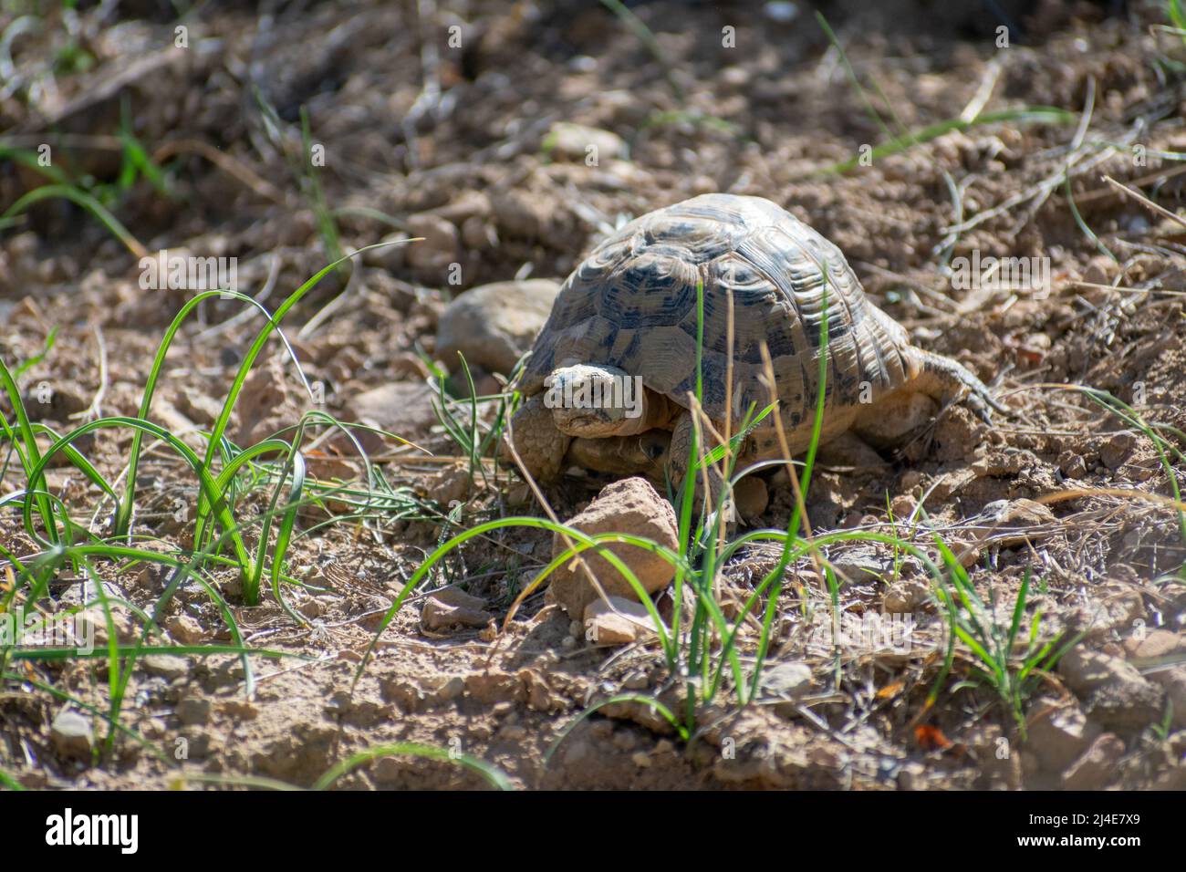 Tortue grecque (Testudo graeca) Banque D'Images