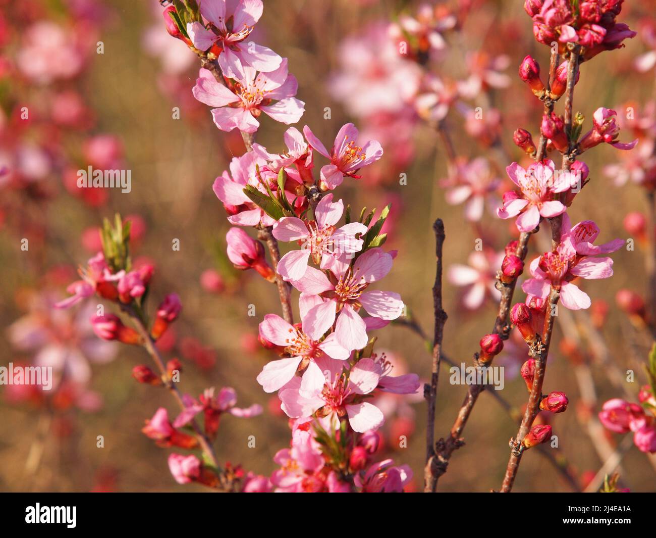 Fleur d'amande russe naine au printemps, Prunus tenella Banque D'Images