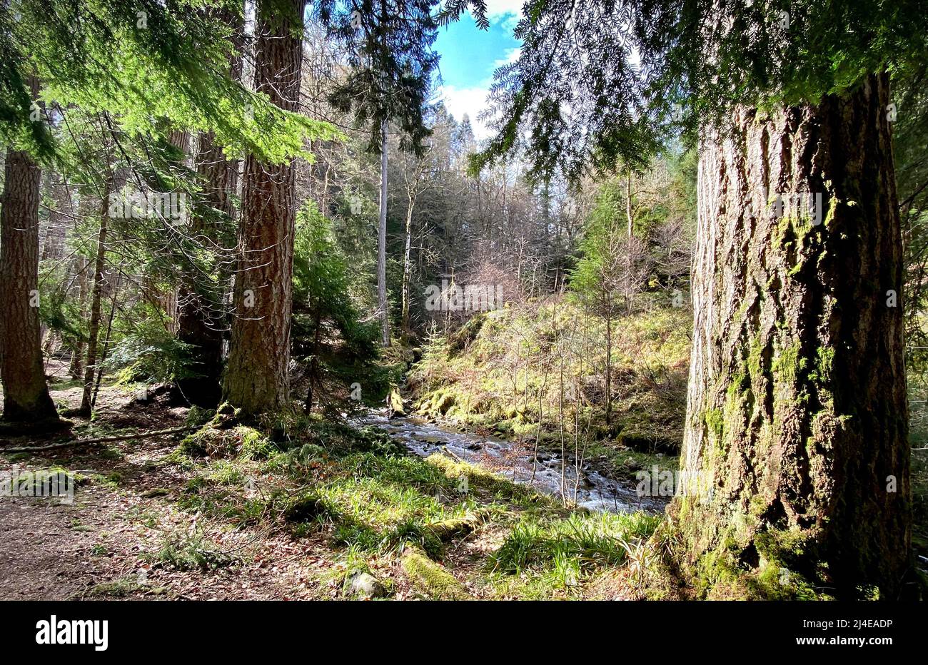 Reelig Glen, Highland, Écosse Banque D'Images