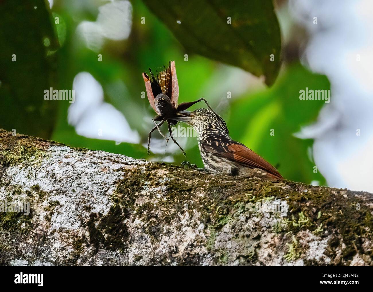 Un super-réducteur à rayures noires (Xiphorhynchus lachrymosus) luttant contre un gros insecte. Colombie, Amérique du Sud. Banque D'Images