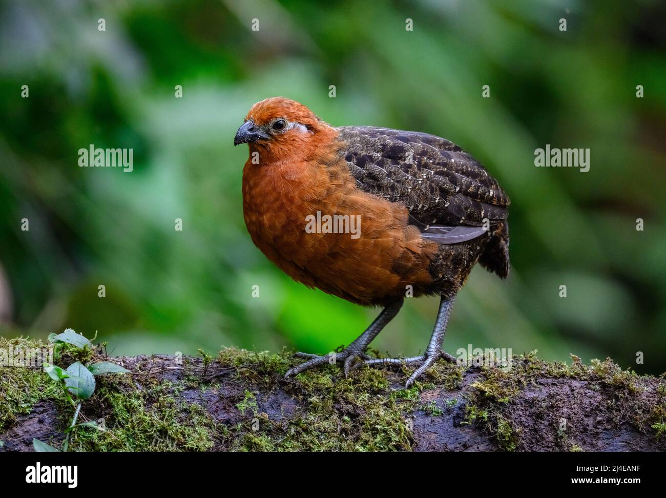 Un caille de bois de châtaignier (Odontophorus hyperythrus) qui fourraille dans la forêt. Colombie, Amérique du Sud. Banque D'Images