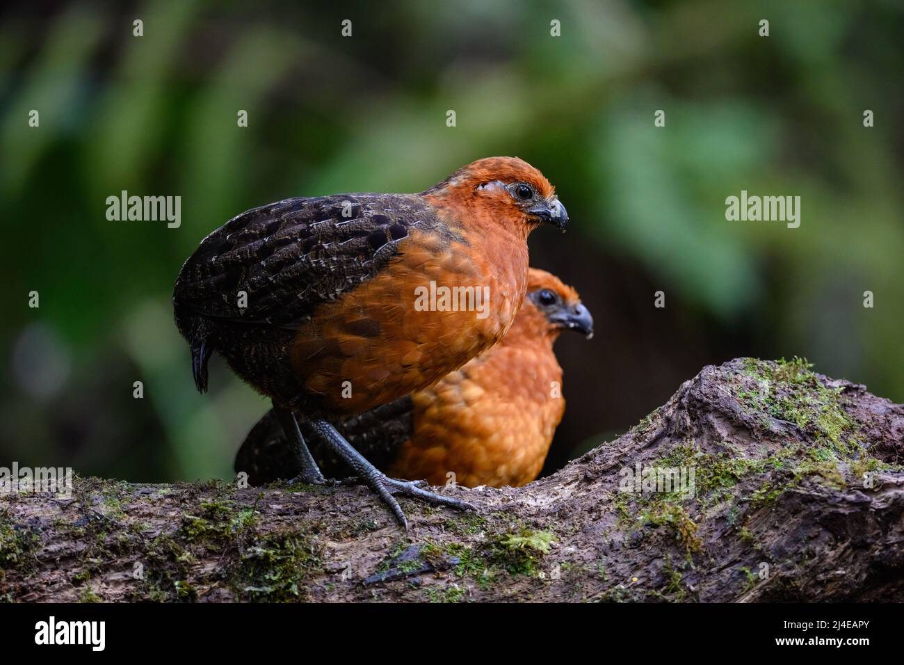 Un caille de bois de châtaignier (Odontophorus hyperythrus) qui fourraille dans la forêt. Colombie, Amérique du Sud. Banque D'Images