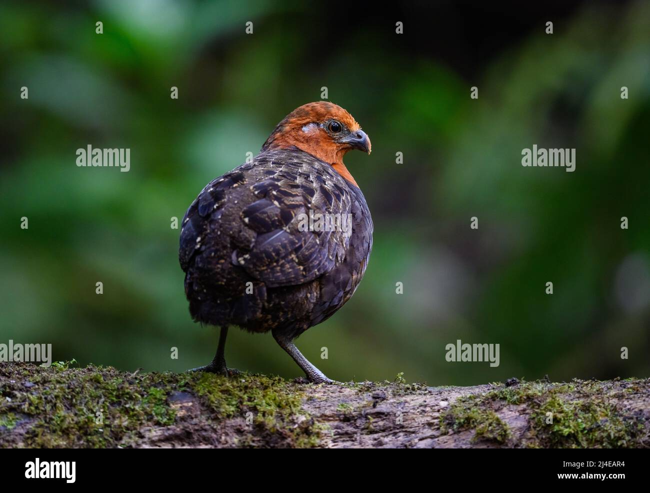 Un caille de bois de châtaignier (Odontophorus hyperythrus) qui fourraille dans la forêt. Colombie, Amérique du Sud. Banque D'Images