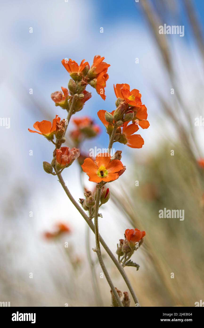 Mallow du désert, Sphaeralcea ambigua Banque D'Images