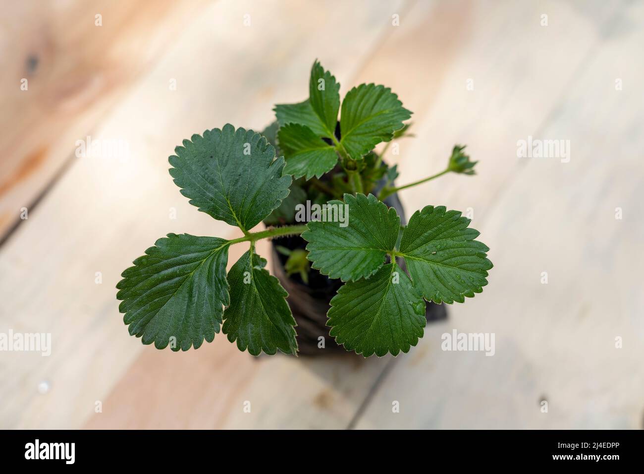 Petite plante de fraise avec espace de copie Banque D'Images