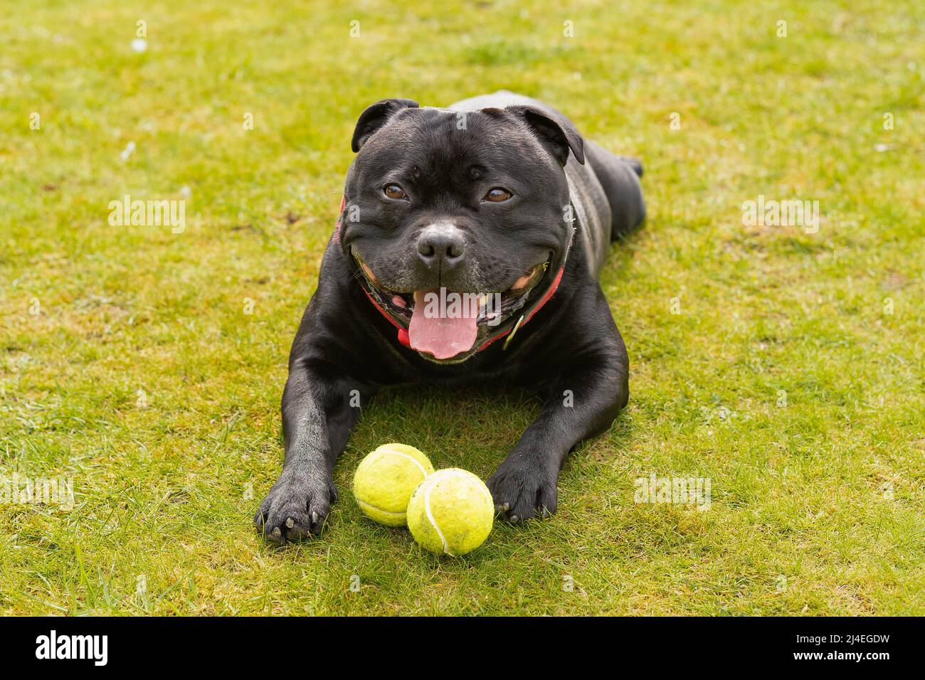 Staffordshire Bull Terrier chien couché sur l'herbe. Il regarde la caméra sourire. Il y a deux balles de tennis devant lui Banque D'Images