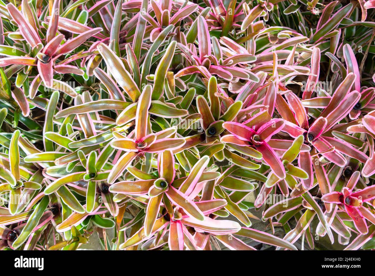 Vue de dessus vibrante d'une grappe luxuriante de plantes broméliades affichant des feuilles colorées roses, vertes et jaunes. Banque D'Images