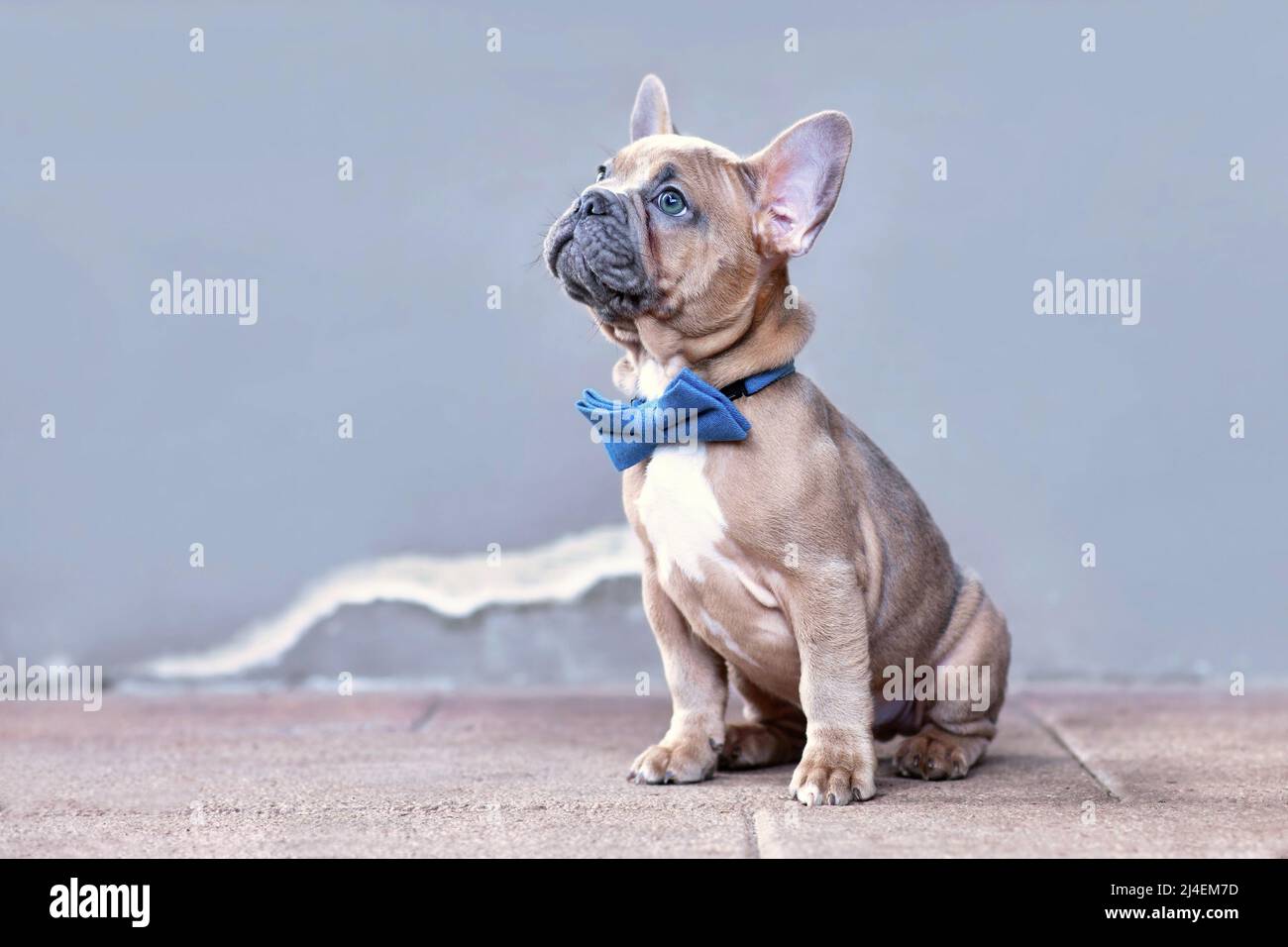 Bleu rouge fauve chien Bulldog chiot avec noeud bleu à l'avant du mur gris avec espace de copie Banque D'Images