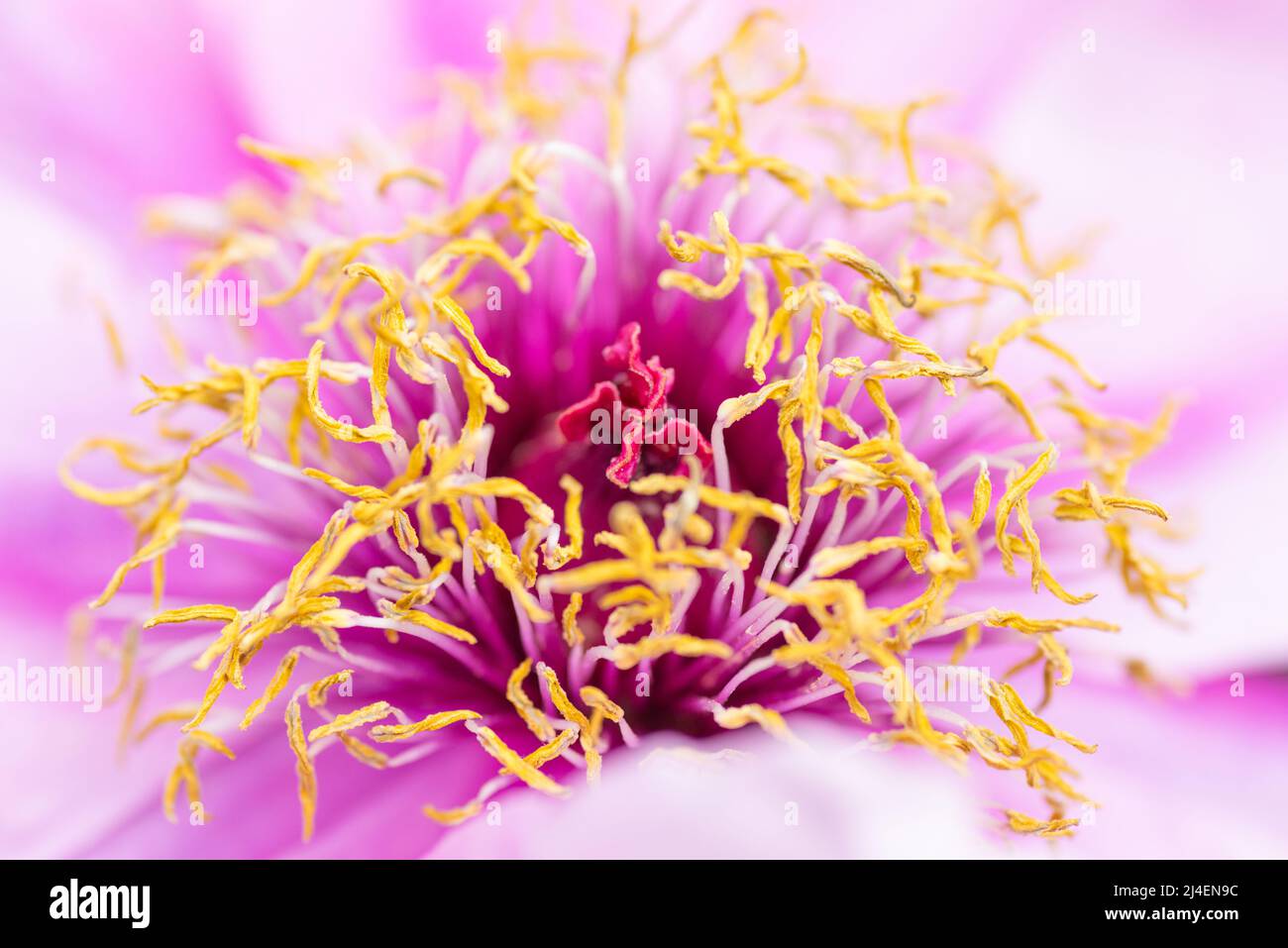 Gros plan ou macro d'une belle fleur de pivoine rose. Banque D'Images