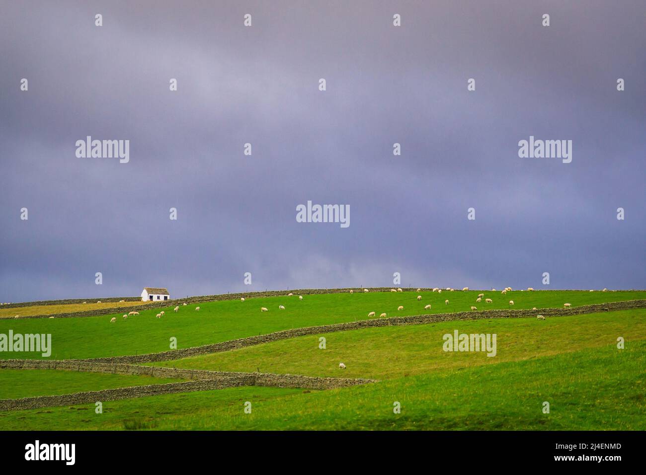 Le paysage des Pennines du Nord à Upper Teesdale. Murs de pierre, Sheep et Barns sont caractéristiques dans le paysage. Banque D'Images