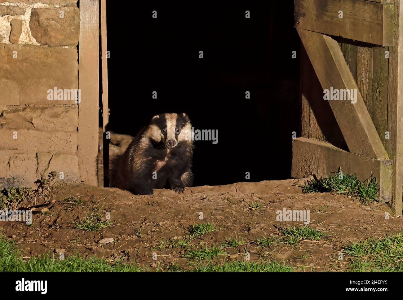 Badger européen, Meles meles. Une famille de blaireaux, cete, a un nid, un terreau, à l'intérieur d'une grange abandonnée à Wensleydale, dans le parc national de Yorkshire Dales. Banque D'Images