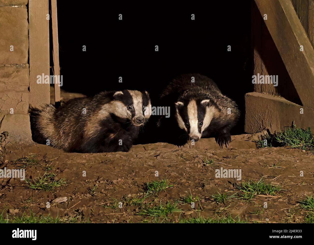 Badger européen, Meles meles. Une famille de blaireaux, cete, a un nid, un terreau, à l'intérieur d'une grange abandonnée à Wensleydale, dans le parc national de Yorkshire Dales. Deux mauvais Banque D'Images