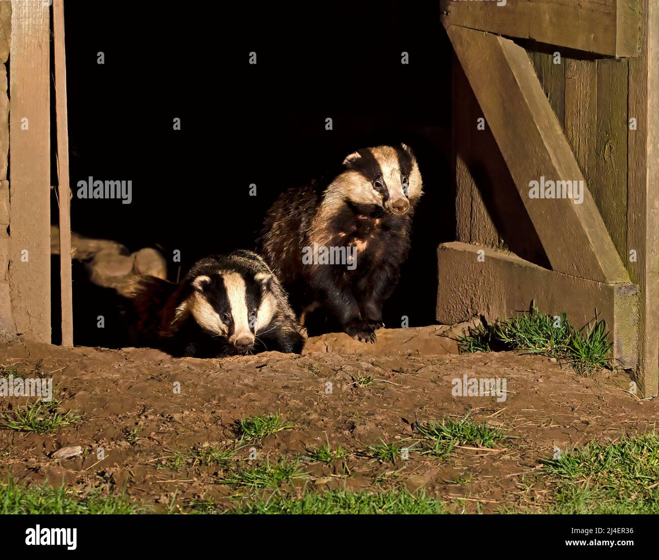 Badger européen, Meles meles. Une famille de blaireaux, cete, a un nid, un terreau, à l'intérieur d'une grange abandonnée à Wensleydale, dans le parc national de Yorkshire Dales. Deux mauvais Banque D'Images