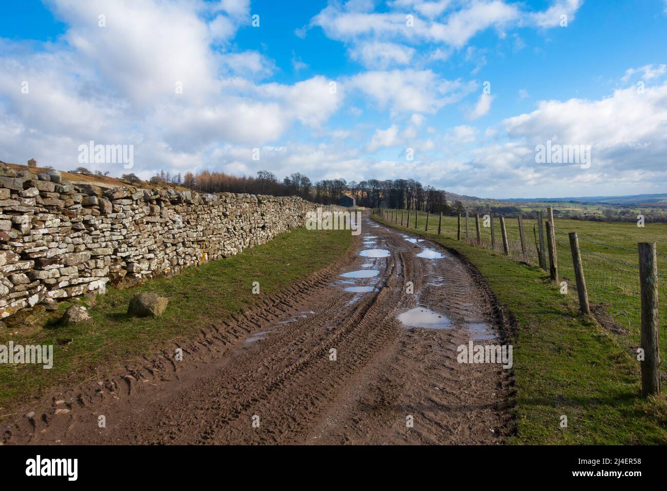 Piste approximative menant au château de Bolton, à Wensleydale, au parc national de Yorkshire Dales. Les murs en pierre sèche emblématiques entourent les pâturages de moutons. Banque D'Images