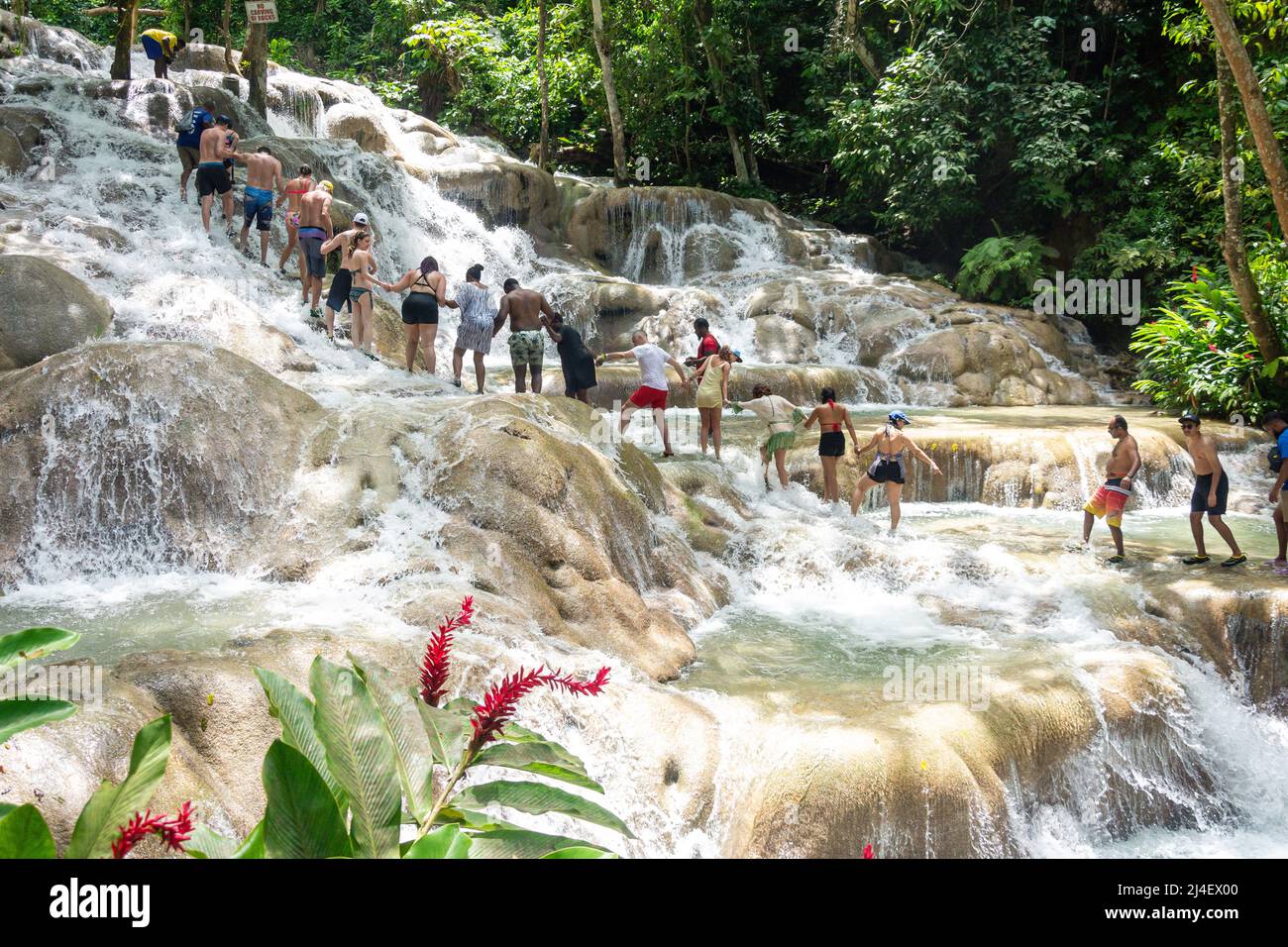 Touristes grimpant les chutes du fleuve Dunns, Ocho Rios, paroisse de St Ann, Jamaïque, grandes Antilles, Caraïbes Banque D'Images