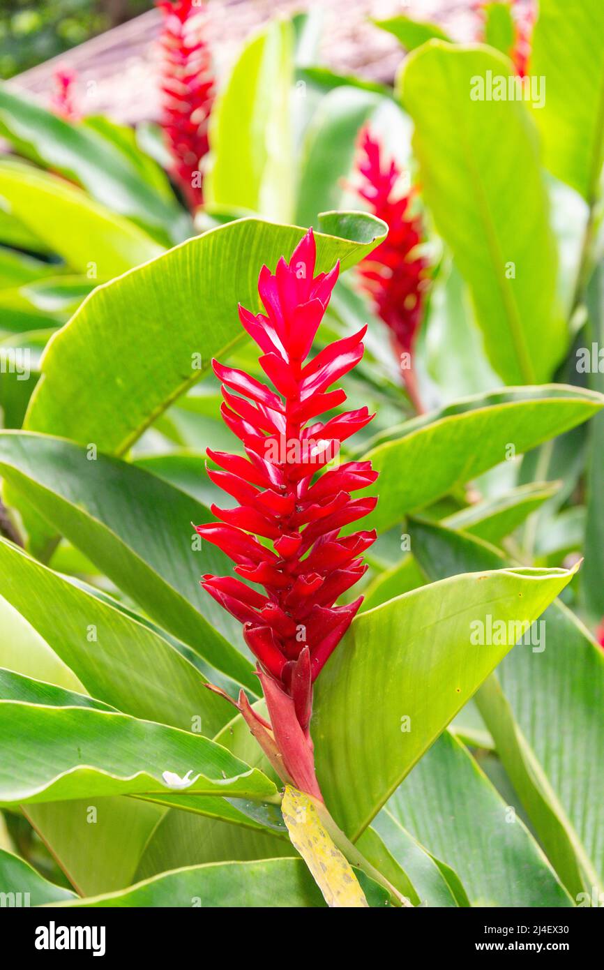 Fleurs de gingembre rouge (Alpinia purpurata), chutes du fleuve Dunns, Ocho Rios, paroisse de St Ann, Jamaïque, Grandes Antilles, Caraïbes Banque D'Images