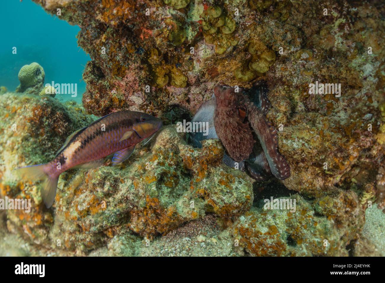 Poulpe, roi du camouflage dans la mer Rouge, Eilat Israël Banque D'Images