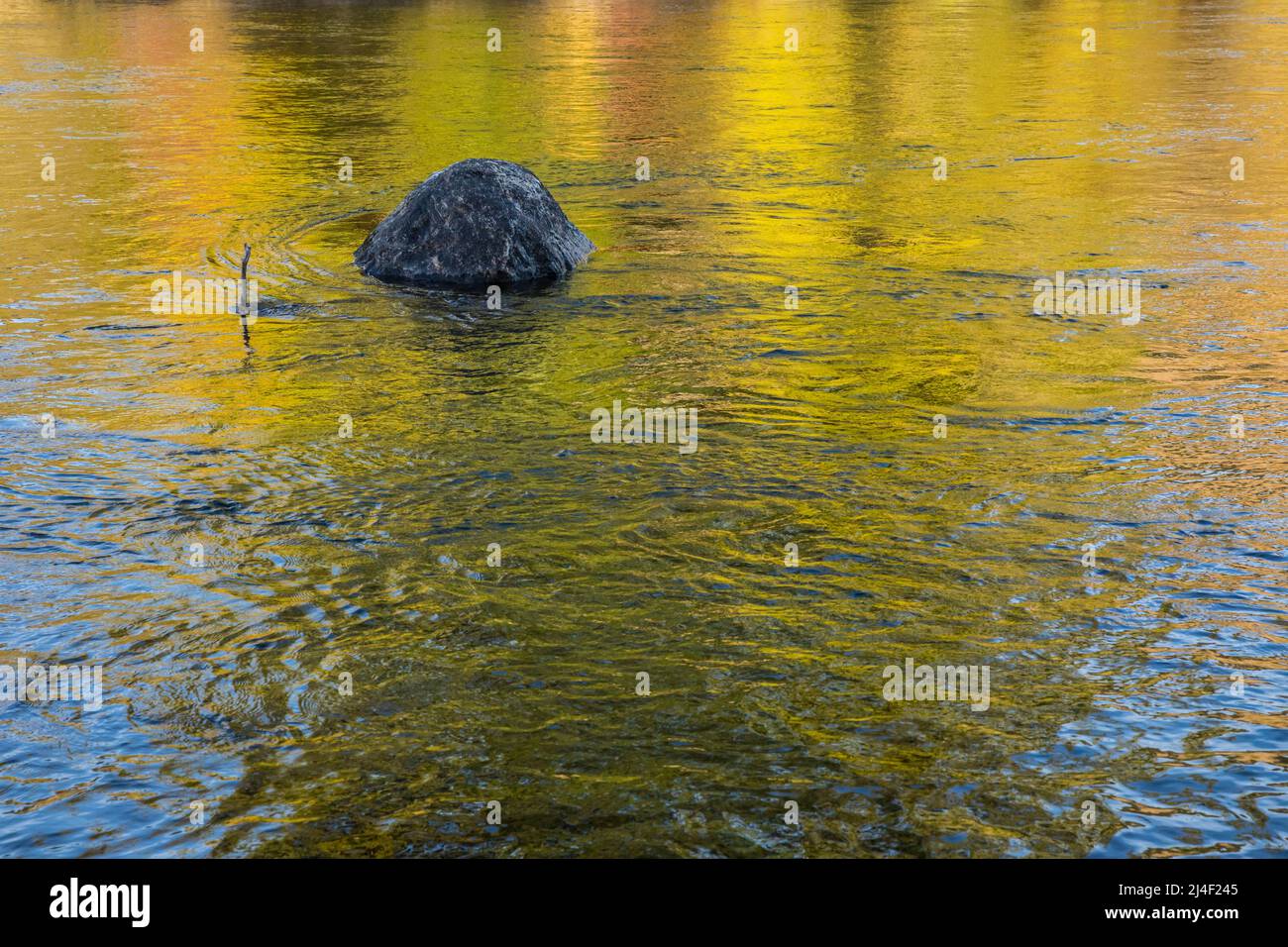 Un rocher dans la rivière Yakima et des reflets des couleurs des arbres d'automne se reflétant sur l'eau, Washington, Etats-Unis. Banque D'Images