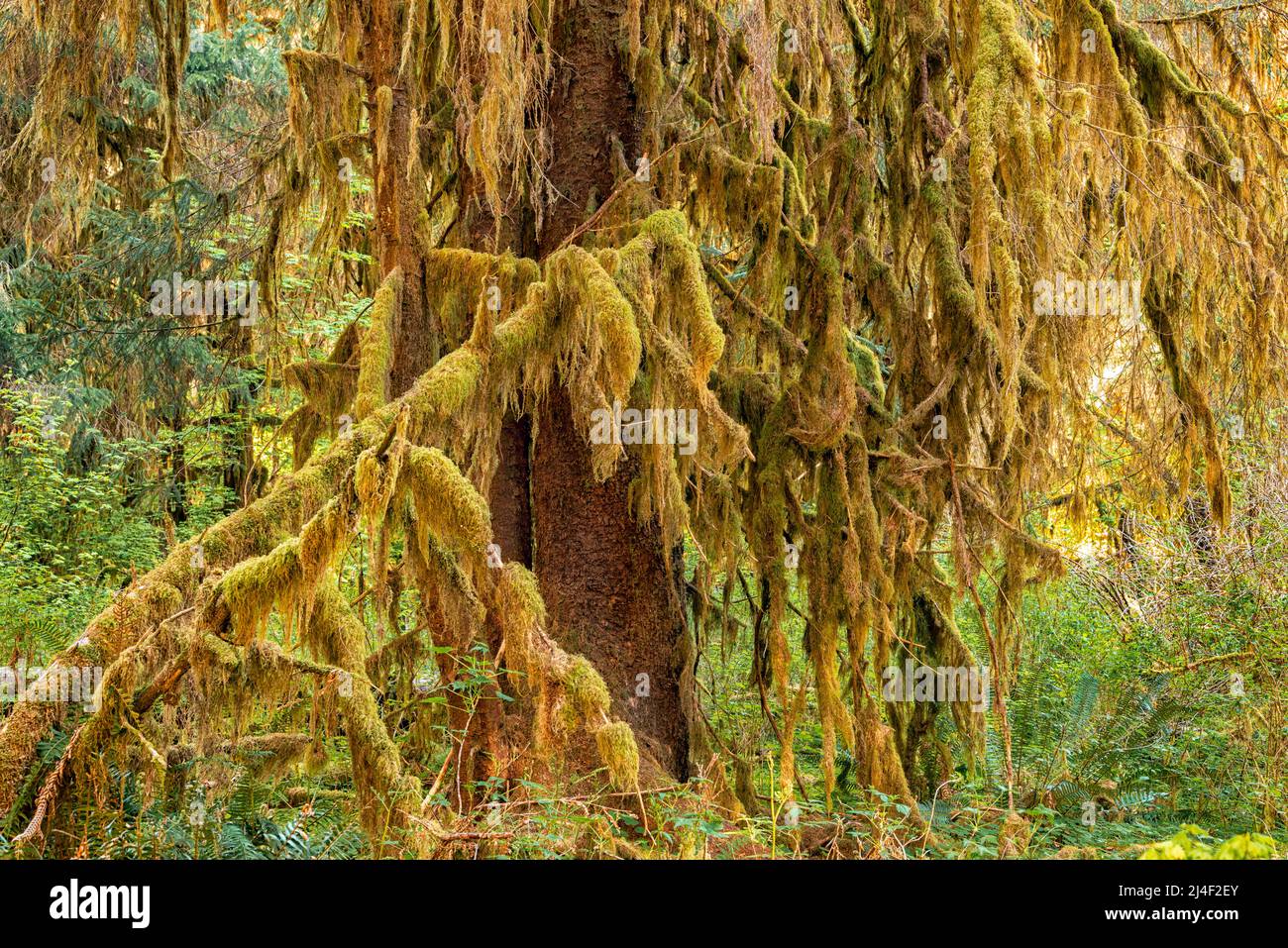 Arbres couverts de mousse dans la forêt tropicale de Hoh, parc national olympique, Washington Banque D'Images