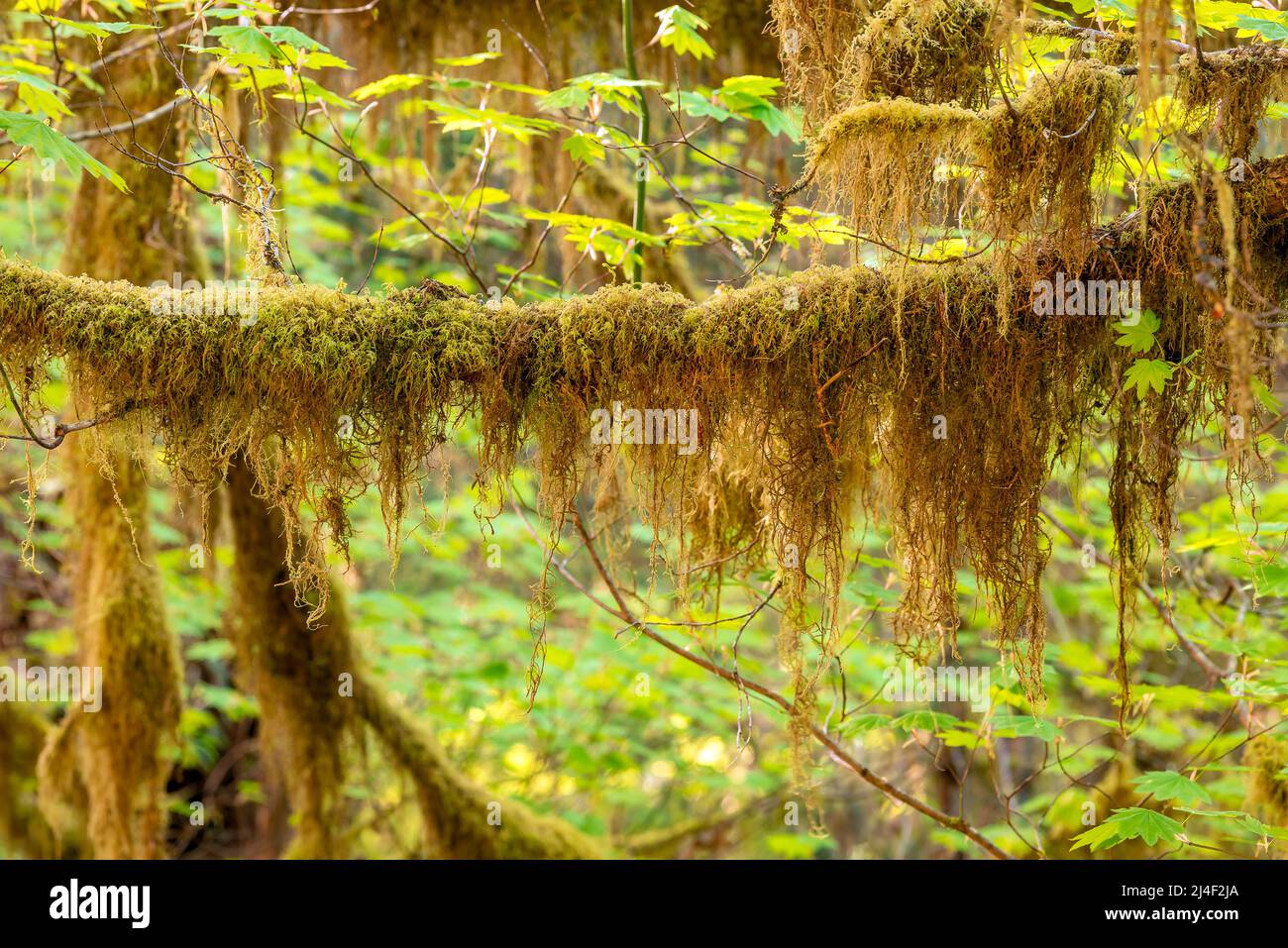 Arbres couverts de mousse dans la forêt tropicale de Hoh, parc national olympique, Washington Banque D'Images