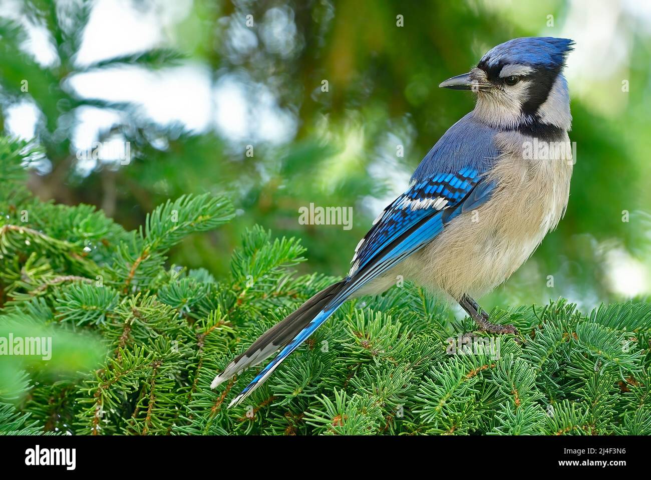 Une image portrait d'un oiseau sauvage de geai bleu de l'est 'Cyanocitta cristata', regardant de retour sur son aile. Banque D'Images
