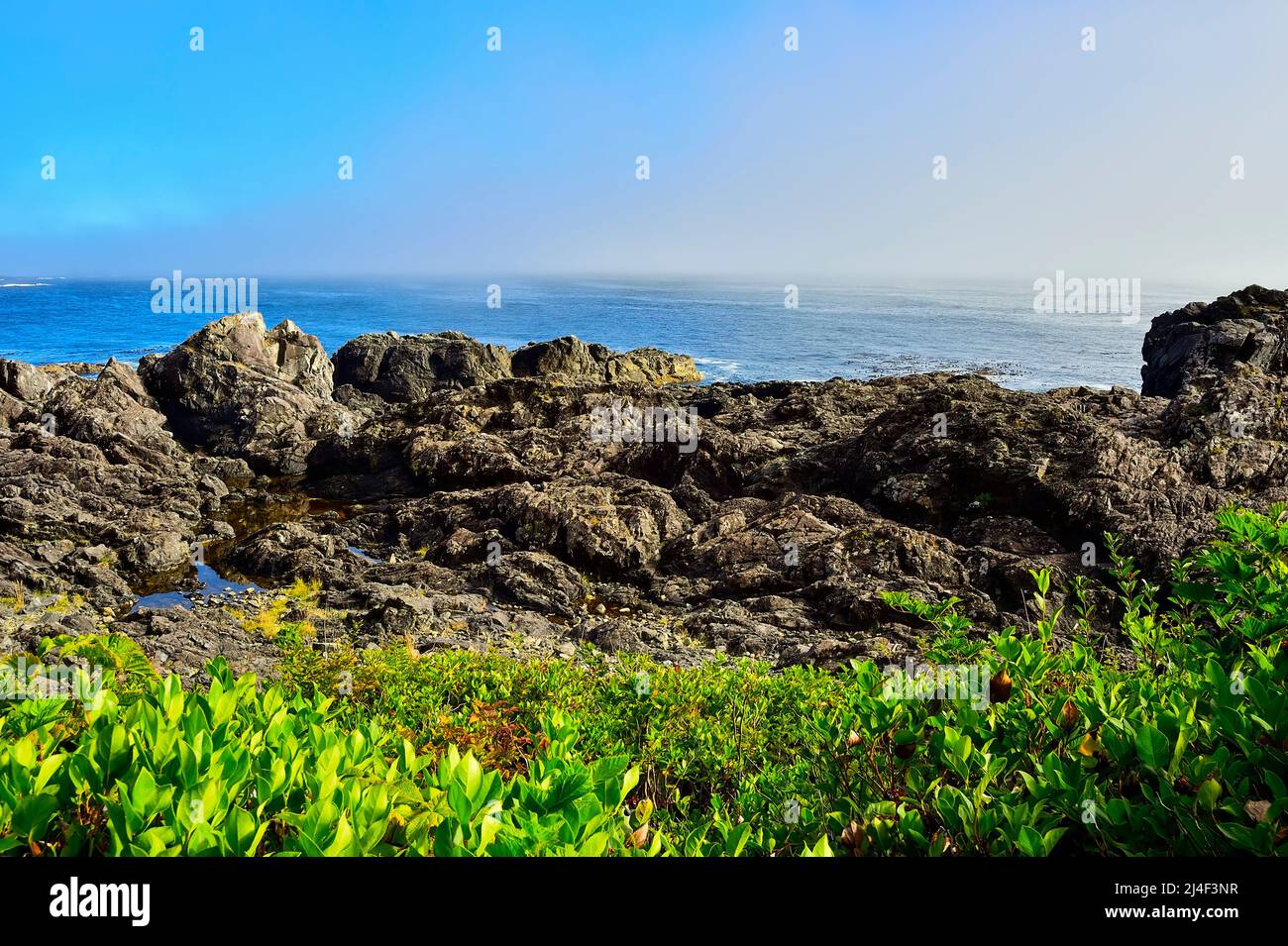 Une image de paysage du bord de mer rugueux avec le brouillard océanique qui se déplace sur la côte ouest de la Colombie-Britannique au Canada Banque D'Images