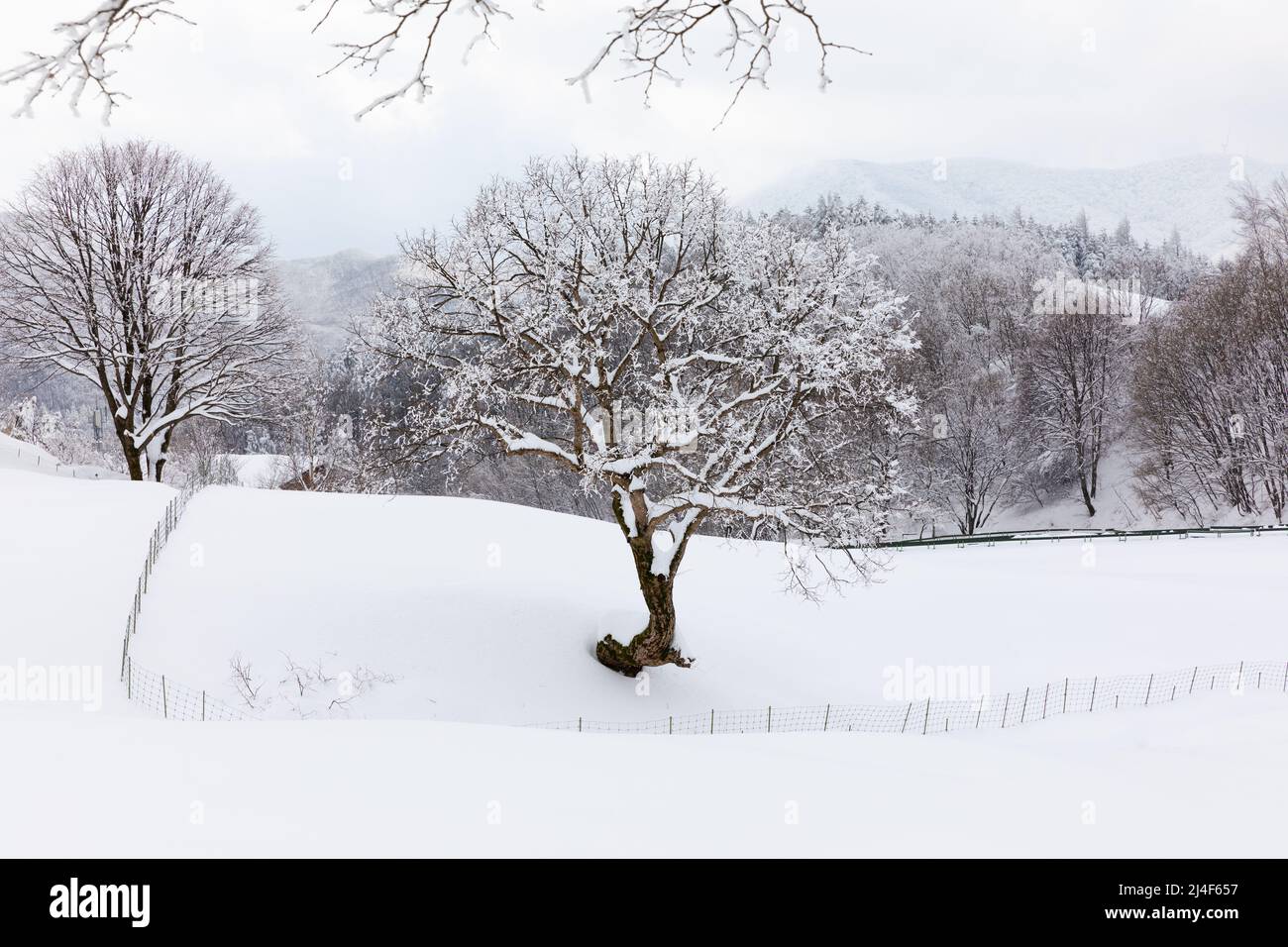 Beau paysage de montagne d'hiver, arbres enneigés (Daegwallyeong, Gangwon-do, Corée du Sud) Banque D'Images