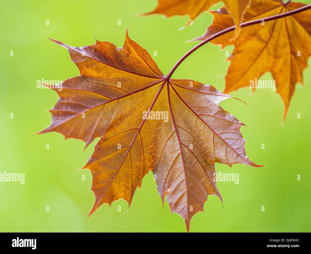 Branche arborescente aux feuilles rouge foncé, Acer platanoides, le roi de cramoisi d'érable de Norvège. Crimson King acutifoliate d'érable rouge, jeune plante avec backgro vert Banque D'Images