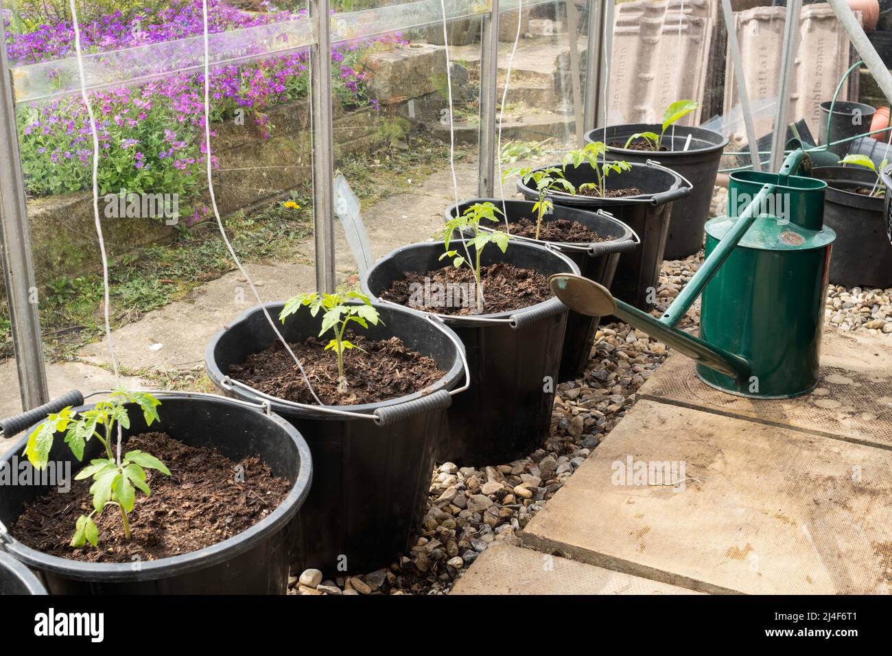 Jeunes plants de tomates, variété plaisir du jardinier, plantés dans de grands pots ou seaux dans une serre, Angleterre, Royaume-Uni Banque D'Images