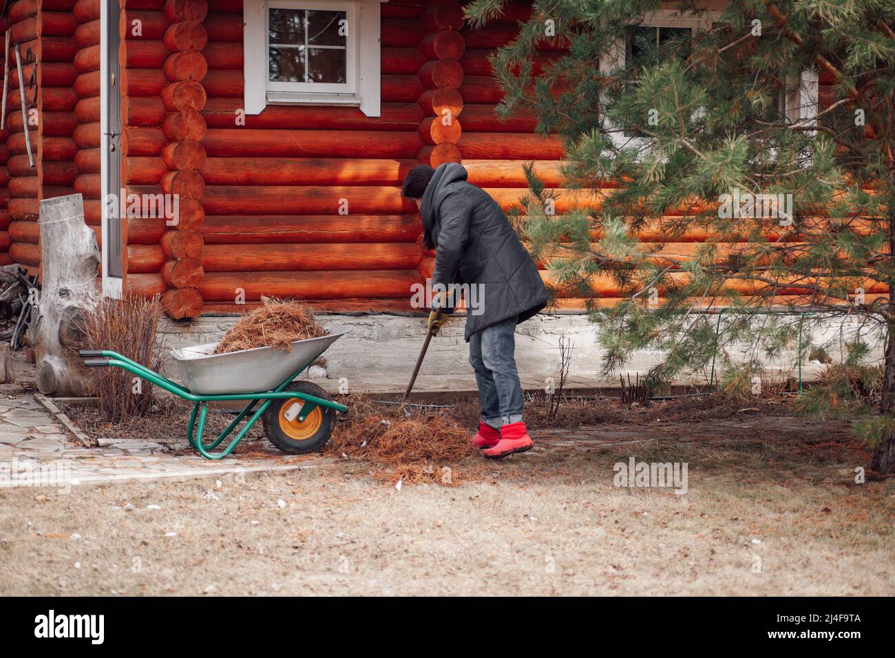 Femme travaillant dans des vêtements de campagne, recueillant de vieilles aiguilles de pin dans un chariot de brouette dans le jardin. Utilisation de la méthode de broyage. Banque D'Images