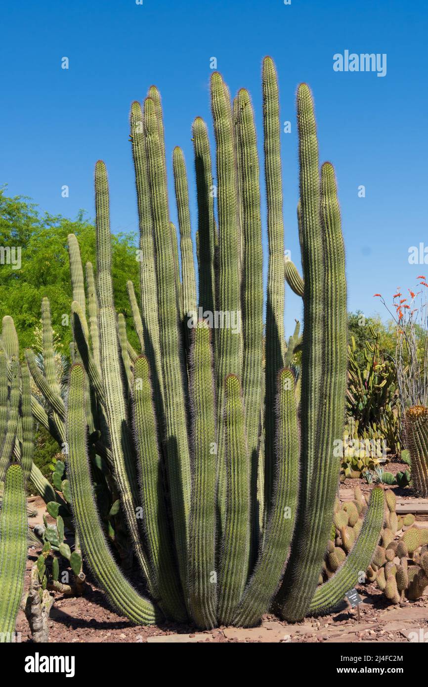 Cactus à pipe d'orgue en Arizona Banque D'Images