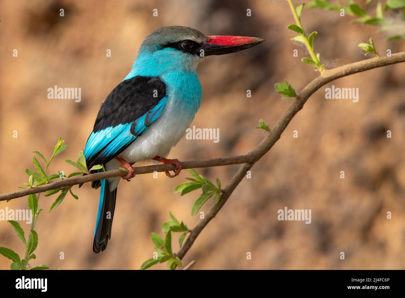 Kingfisher au Blue Breasted, Rivière Gambie, est du Sénégal Banque D'Images