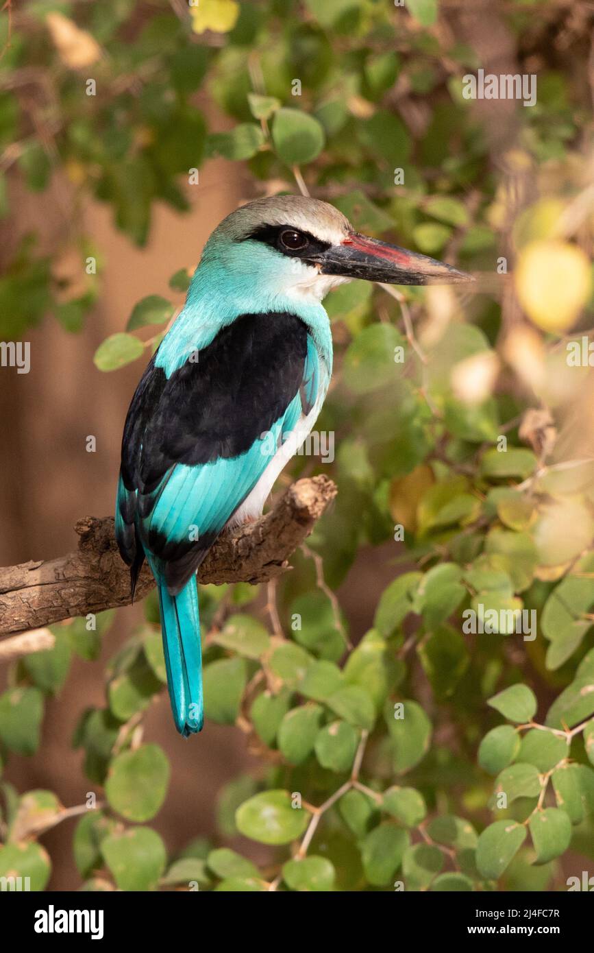 Kingfisher au Blue Breasted, Rivière Gambie, est du Sénégal Banque D'Images