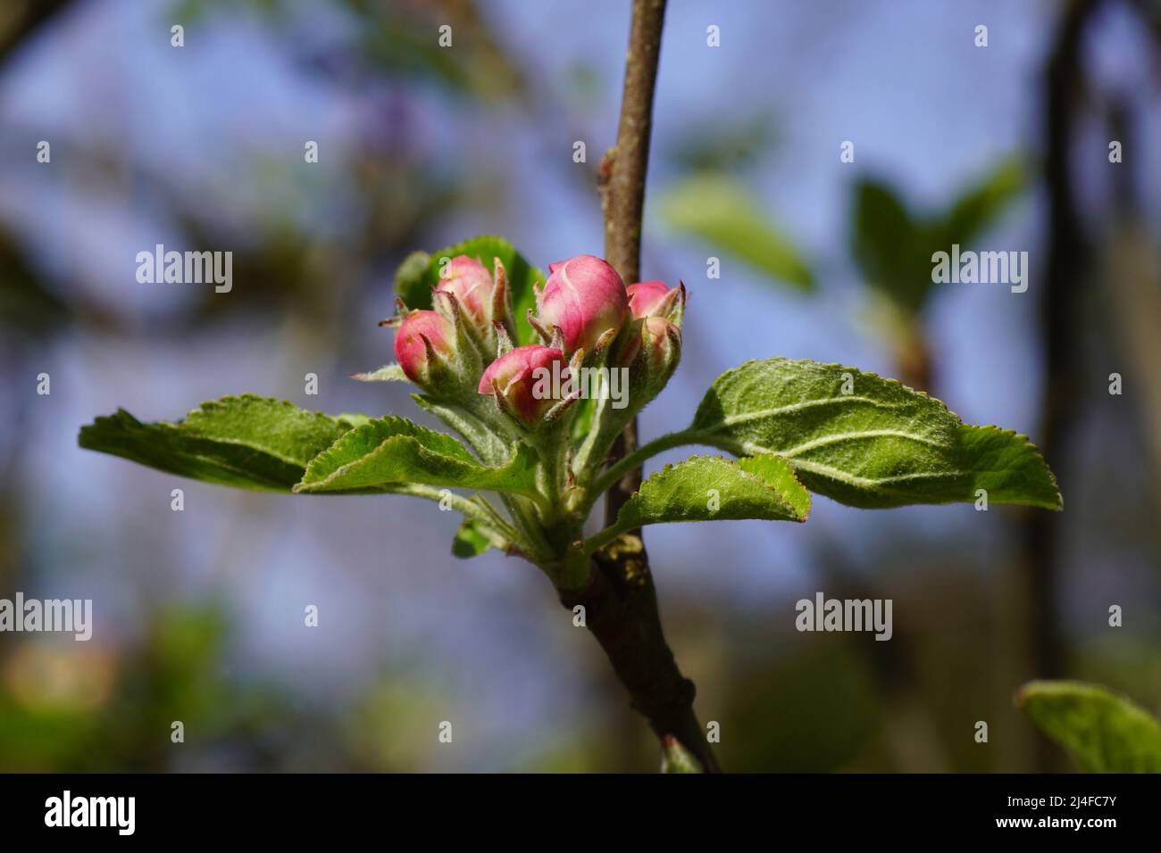 Gros plan sur les boutons de fleurs rouges blanches d'un pommier. Avril, printemps, jardin hollandais, pays-Bas. Banque D'Images