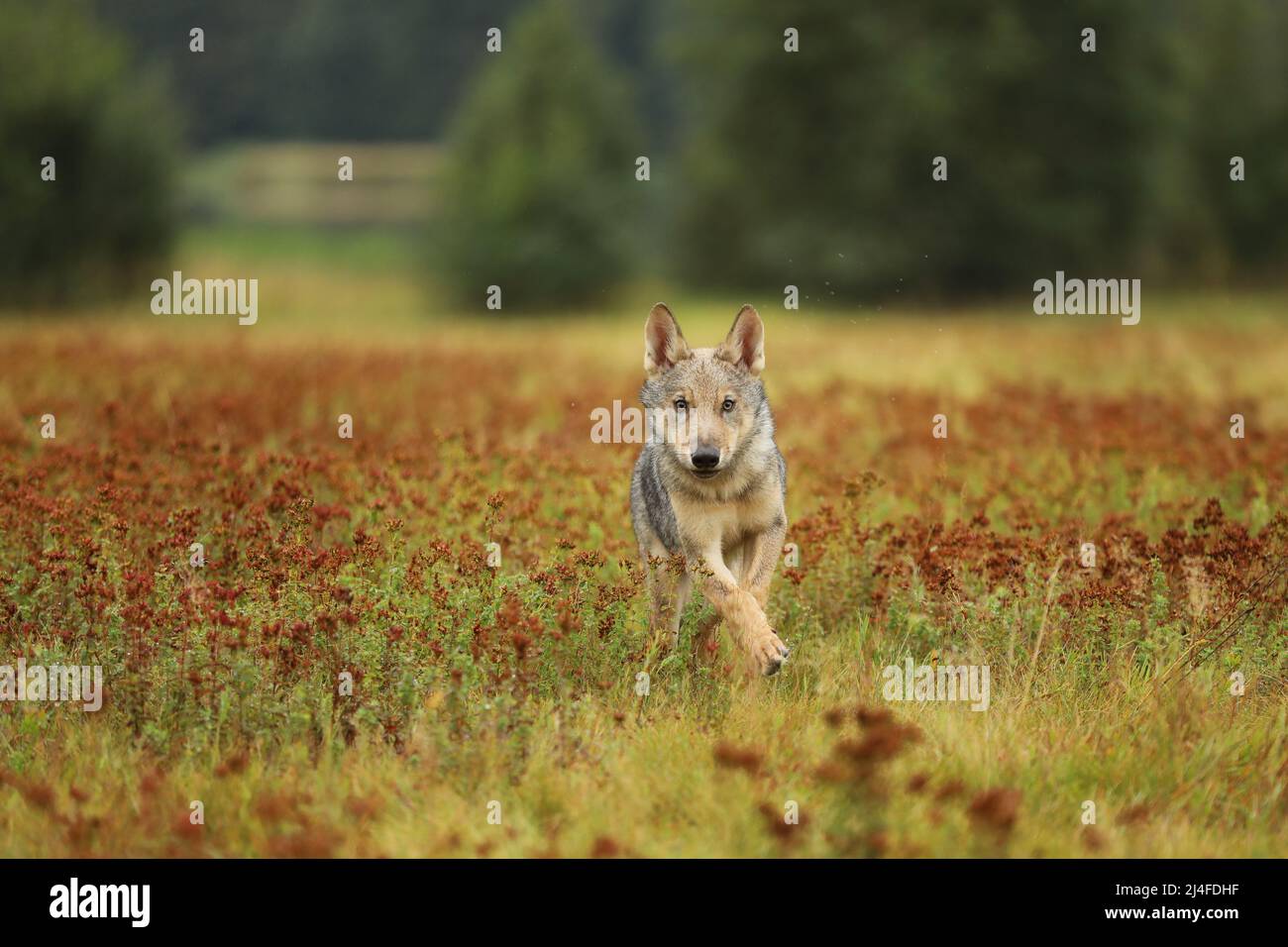 Wolf cub courant dans Blossom grass Wolf de Finlande. Loup gris, Canis lupus, dans la prairie d'été. Loup dans l'habitat de la nature. Banque D'Images