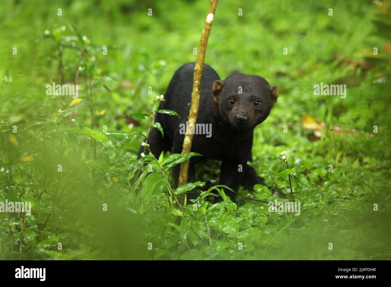 Le tayra (Eira barbara) est un animal omnivore de la famille des belés, originaire des Amériques. Costa Rica nature. Mignon danger mammifère dans l'habitat. Banque D'Images