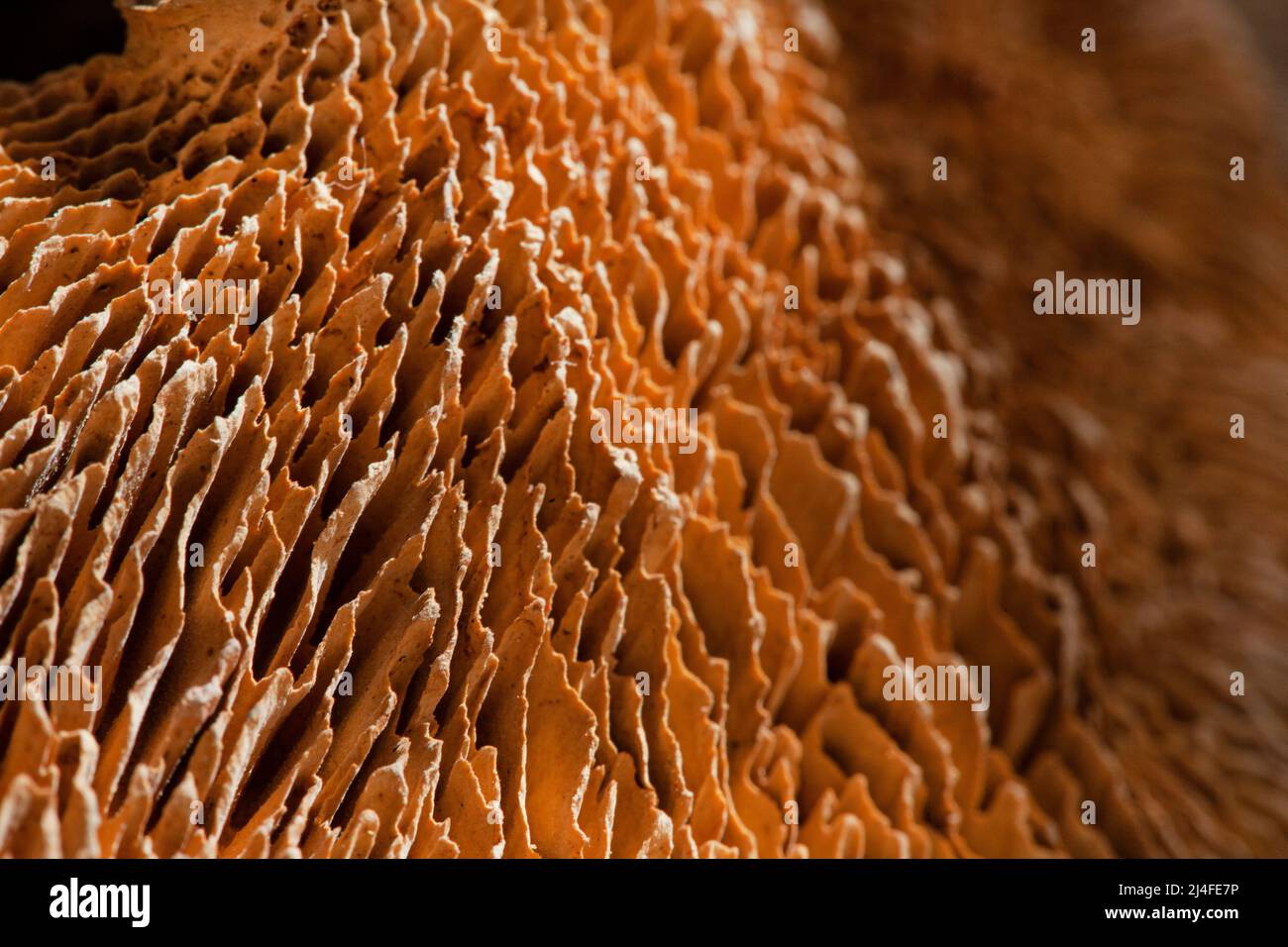 photo macro de fond de nature de champignon séché ou de texture de champignon de forêt Banque D'Images