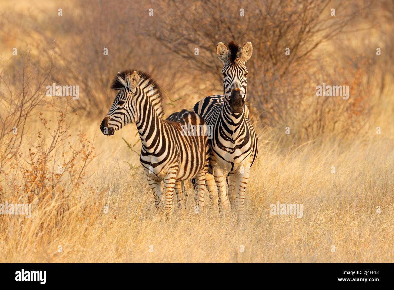 Deux zèbres des plaines (Equus burchelli) dans l'habitat naturel, l'Afrique du Sud Banque D'Images