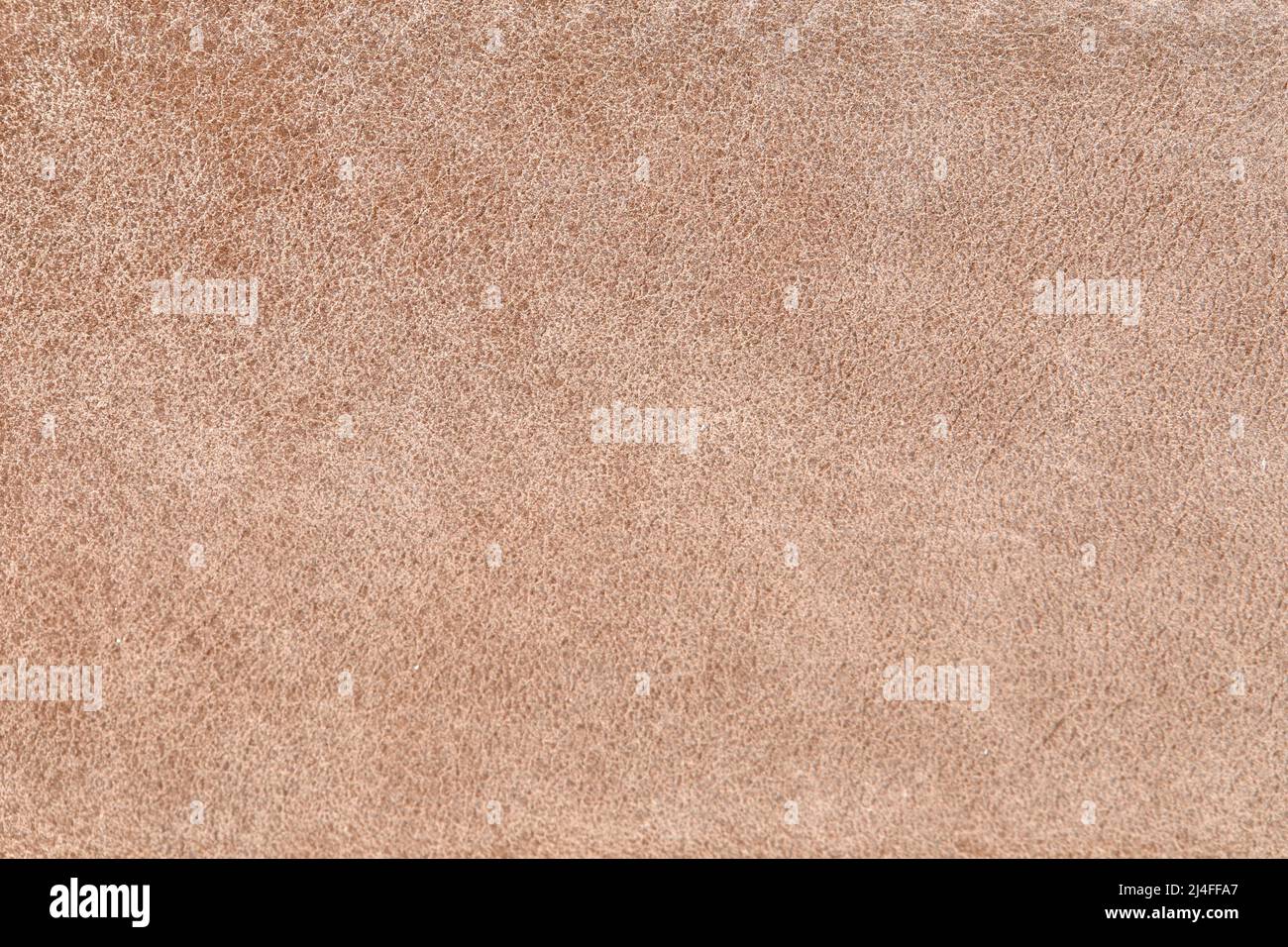 L'échantillon de cuir beige de couleur ecru . Arrière-plan abstrait avec espace de copie, vue de dessus Banque D'Images