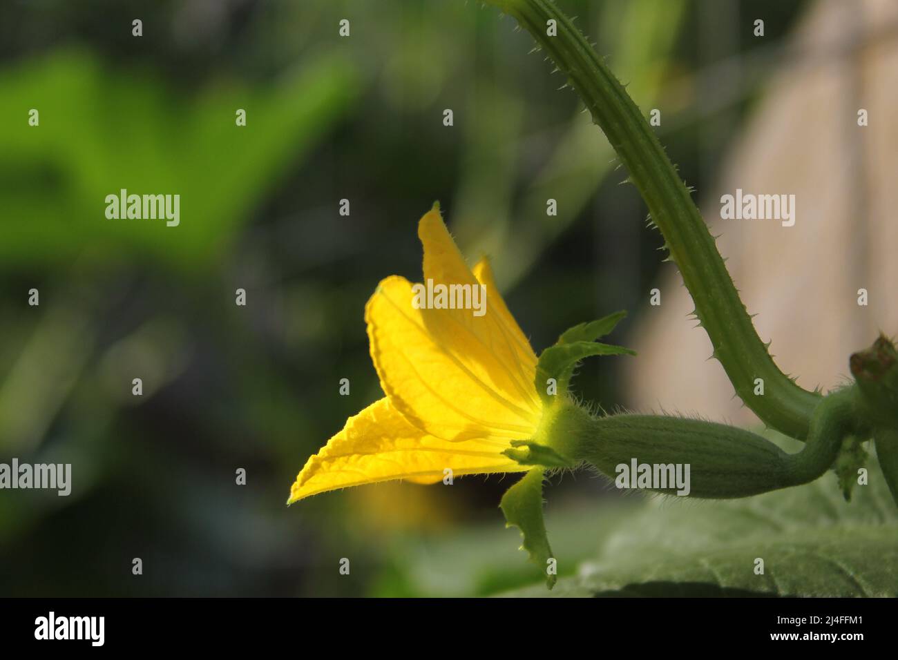 Coréen Melon Bloom avec petit Melon formant sur Vine gros plan Banque D'Images