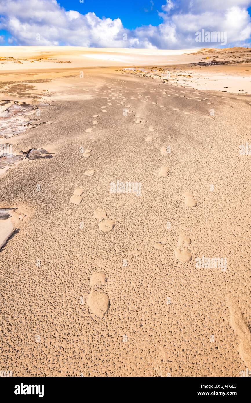 Empreintes de pas dans les dunes de sable du Wungul Sandblow, Fraser Island, Queensland, Australie Banque D'Images